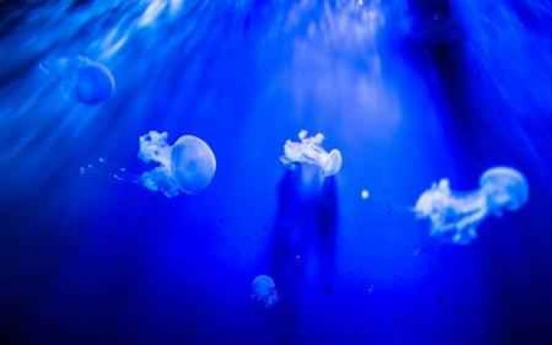 Медузы — загадочные одиночки Как называется медуза